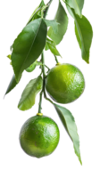 Lime on branch isolate on transparency background png