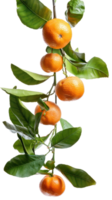 Tangerines on branch isolate on transparency background png