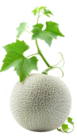 Cantaloupe melon with vine and green leave isolate on transparency background png