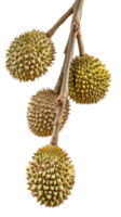 durian fruit on branch isolate on transparency background png