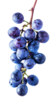 Blue grapes on branch isolate on transparency background png