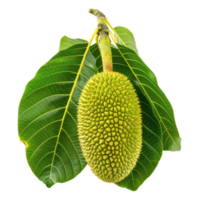 jackfruit Leaf isolate on transparency background png