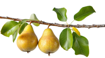 pear on branch isolate on transparency background png