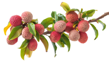 Lychee on branch isolate on transparency background png