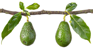 Avocado on branch isolate on transparency background png