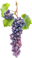 grapes vine isolate on transparency background png