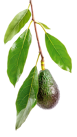 Avocado on branch isolate on transparency background png