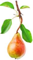 pear on branch isolate on transparency background png
