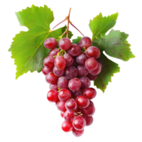 Red grapes vine isolate on transparency background png