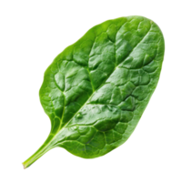 Piece of Spinach isolate on transparency background png