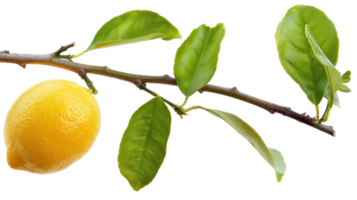 Lemon on branch isolate on transparency background png