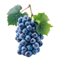 Blue grapes wine front view isolate on transparency background png
