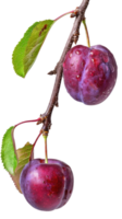 Plum on branch isolate on transparency background png