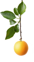 Grapefruit on branch isolate on transparency background png