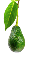 Avocado on branch isolate on transparency background png