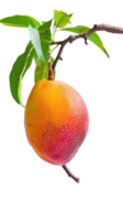 Mango on branch isolate on transparency background png