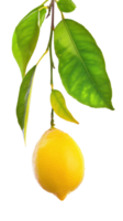 Lemon on branch isolate on transparency background png