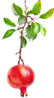 Pomegranate on branch isolate on transparency background png