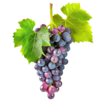 grapes wine front view isolate on transparency background png