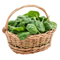 Spinach in basket isolate on transparency background png