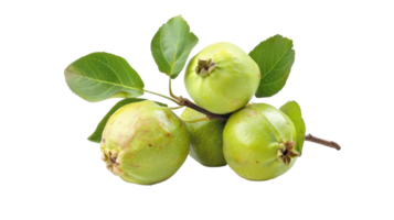 Guava on branch isolate on transparency background png