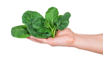 Hand holding Spinach isolate on transparency background png