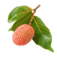 Lychee Leaf isolate on transparency background png