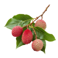 Lychee Leaf isolate on transparency background png