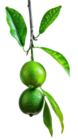 Lime on branch isolate on transparency background png