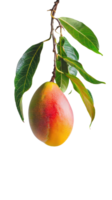 Mango on branch isolate on transparency background png