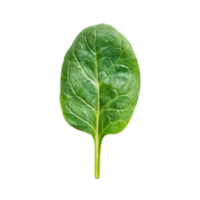 Piece of Spinach isolate on transparency background png