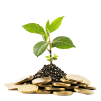 Plant growing on pile of gold coins isolate on transparency background png