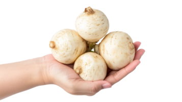 Hand holding Jicama isolate on transparency background png