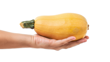 Hand holding Butternut Squash isolate on transparency background png