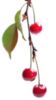 Cherry on branch isolate on transparency background png