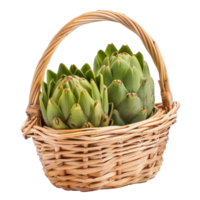 Artichoke in basket isolate on transparency background png