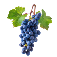Blue grapes wine front view isolate on transparency background png