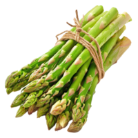 Fresh ripe asparagus isolate on transparency background png