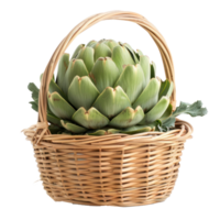 Artichoke in basket isolate on transparency background png
