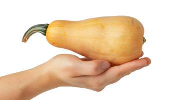 Hand holding Butternut Squash isolate on transparency background png