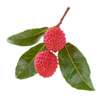 Lychee Leaf isolate on transparency background png