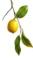 Lemon on branch isolate on transparency background png