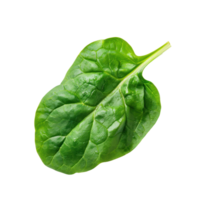 Piece of Spinach isolate on transparency background png