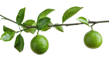 Lime on branch isolate on transparency background png