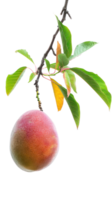 Mango on branch isolate on transparency background png