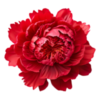 Red peony flower isolated on transparent background png