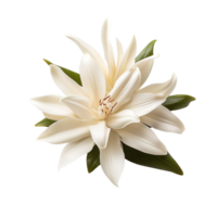 Vanilla flower isolated on transparent background png