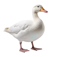 white duck isolated on transparent background png