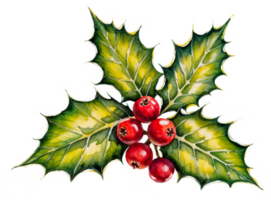 Watercolor art of Holly berry isolated on transparent background png