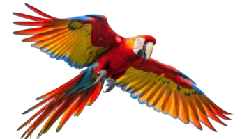 Collection of . Parrot, isolated on a transparency background. png